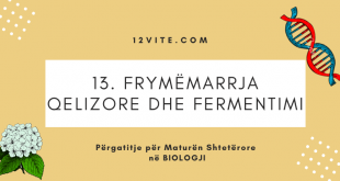 13. Frymëmarrja qelizore dhe fermentimi | Biologjia për Maturën Shtetërore