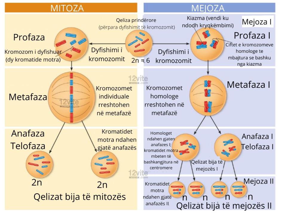Jak Przebiega Mitoza I Mejoza 5. Mitoza dhe Mejoza | Biologjia për Maturën Shtetërore | 12vite.com