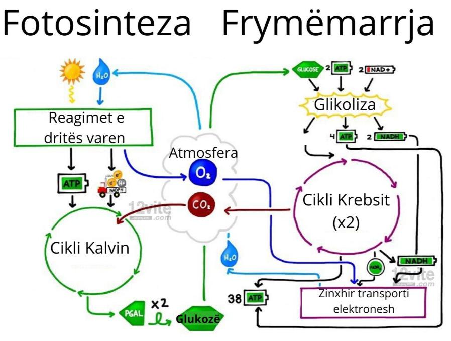 frymemarrja